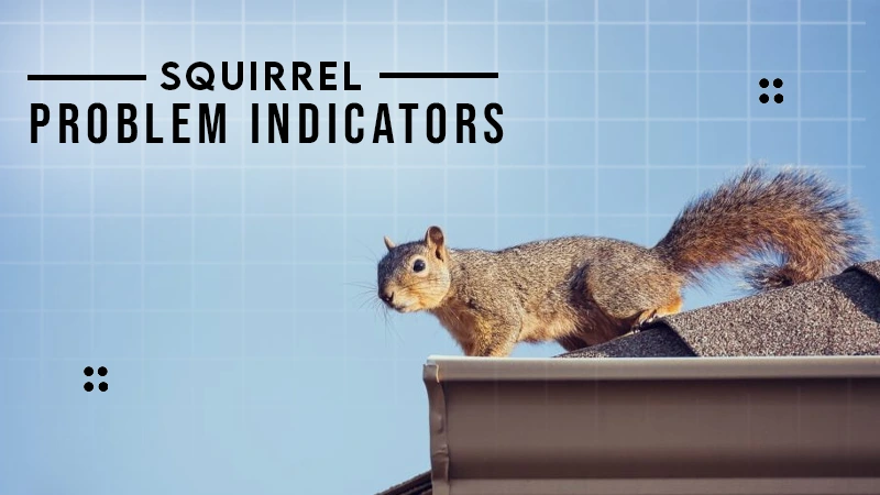 squirrel problem indicators